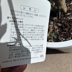 マイヤーレモンの木の画像