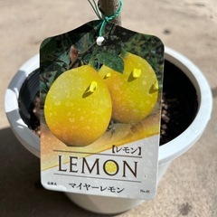 マイヤーレモンの木の画像