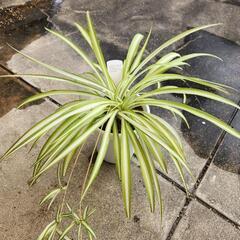 オリヅルラン　鉢ごと