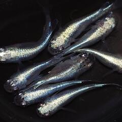 🐟️幹之半ダルマ　🉐お得4ペア🉐　かわいいです💕№6の画像