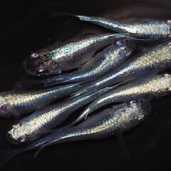 🐟️幹之半ダルマ　🉐お得4ペア🉐　かわいいです💕№6の画像