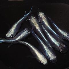 🐟️幹之半ダルマ　🉐お得4ペア🉐　かわいいです💕№6の画像