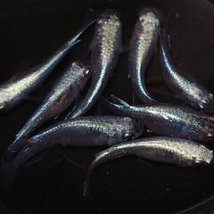 🐟️幹之半ダルマ　🉐お得4ペア🉐　かわいいです💕№6の画像