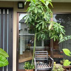 パキラ　観葉植物　無料