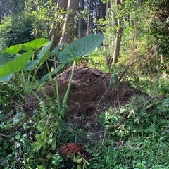 杉の木　約15m 好きなだけどうぞ！　の画像