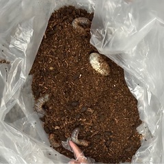 カブトムシ　幼虫　何匹でも