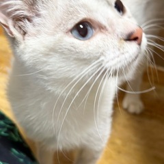 猫より人が好きなブルーアイ女の子