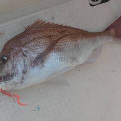 爆釣自作タイラバトリプルフック５セットの画像