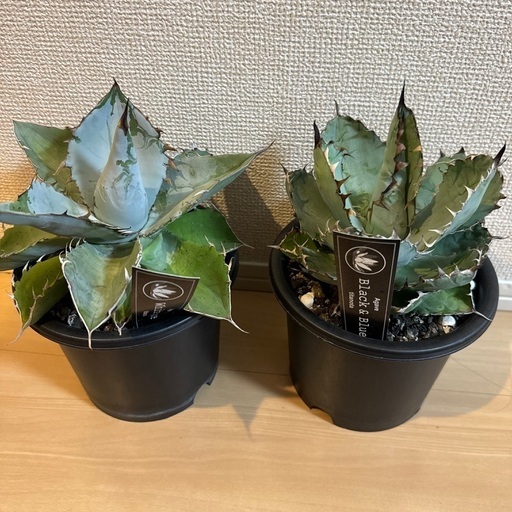 agave titanota black&bulue.white ice アガベ 多少の値下げは可能です。