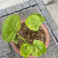 ■ウンベラータ■の画像