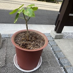 ■ウンベラータ■の画像