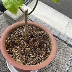 ■ウンベラータ■の画像