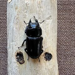 ⭐︎ご商談中です【♂85】能勢産オオクワガタSR血統新成虫♂1+♀2【♀53+52】の画像