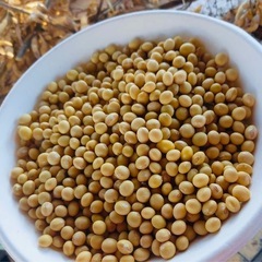  大豆収穫芋掘り体験＆農園野菜で作るランチ付き！猿投山の麓で自然...