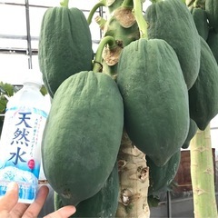 青パパイヤ　1kg