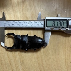 [値下げ]オオクワガタ能勢SR♂単品(新成虫)