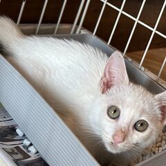 白くてフワフワな毛並の女の子『りんだ』♀ - 宮若市