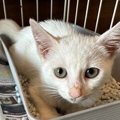 白くてフワフワな毛並の女の子『りんだ』♀ − 福岡県