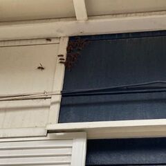 蜂の巣の駆除出来る方(業者の方)お見積もりをお願いします。
