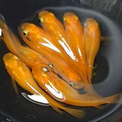 🐟️紅帝鰭長ショート🐟️🉐お得８匹セット🉐　かわいいです💕ダルマ...