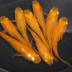 🐟️紅帝鰭長ショート🐟️🉐お得８匹セット🉐　かわいいです💕ダルマも出てきます❗️№3の画像