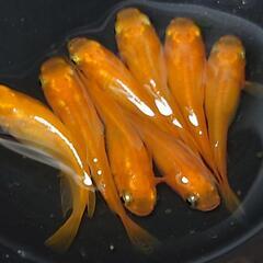 🐟️紅帝鰭長ショート🐟️🉐お得８匹セット🉐　かわいいです💕ダルマも出てきます❗️№3の画像