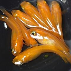 🐟️紅帝鰭長ショート🐟️🉐お得８匹セット🉐　かわいいです💕ダルマも出てきます❗️№3の画像