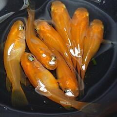 🐟️紅帝鰭長ショート🐟️🉐お得８匹セット🉐　かわいいです💕ダルマも出てきます❗️№3の画像