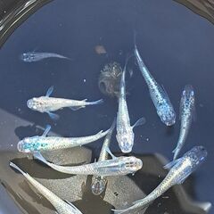 ラメ系メダカMIXあげます。の画像
