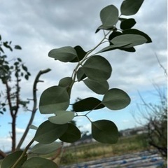 ユーカリ　切り枝　（スワッグ、リースに）