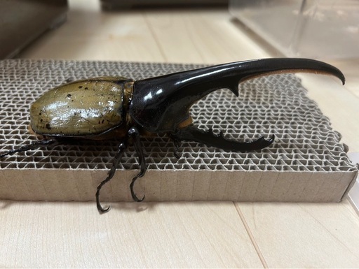 ヘラクレスオオカブト