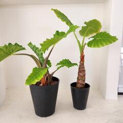 観葉植物クワズイモ・アロカシアローライダー