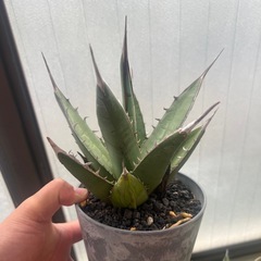 アガベ　パープソラム