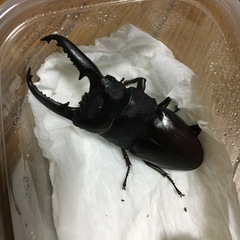 パラワンヒラタクワガタ新成虫　　　(オス単)