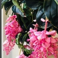 写真のお花の名前が知りたいです