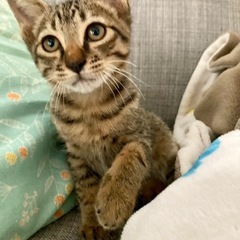 めちゃ懐っこ兄弟⭐︎ブランくん