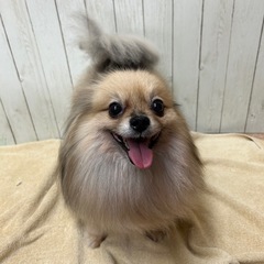里親様決定！！★引退犬の里親募集★ポメラニアンのくまこちゃん★ - 犬