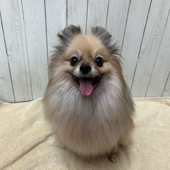 里親様決定！！★引退犬の里親募集★ポメラニアンのくまこちゃん★ - 小牧市