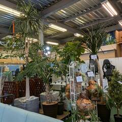 【愛品倶楽部柏店】観葉植物 コウモリラン セロウム ベンガレンシス マニラヤシ ドラセナ・カンボジアーナ