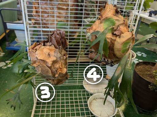 【愛品倶楽部柏店】観葉植物 コウモリラン セロウム ベンガレンシス マニラヤシ ドラセナ・カンボジアーナ