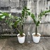 ランキングキーワードに紐づく投稿画像-観葉植物