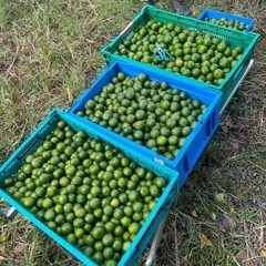 【大量!!】大宜味村産無農薬シークヮーサー!