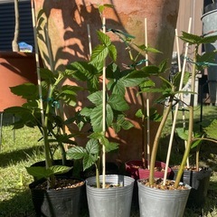 【冬が植付け適期】ブラックベリー（トリプルクラウン　挿し枝苗） 