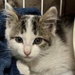 甘えっ子！飾り毛のあるオス子猫