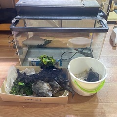 60cm 曲げ水槽  立ち上げセット