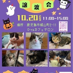 スマイルわんにゃん譲渡会🐈