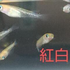 紅白ラメめだか(若魚)10匹の画像