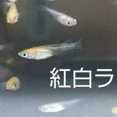 紅白ラメめだか(若魚)10匹の画像