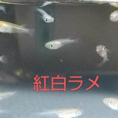 紅白ラメめだか(若魚)10匹の画像