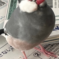 【迷子鳥】文鳥を探しています（あざみ野）